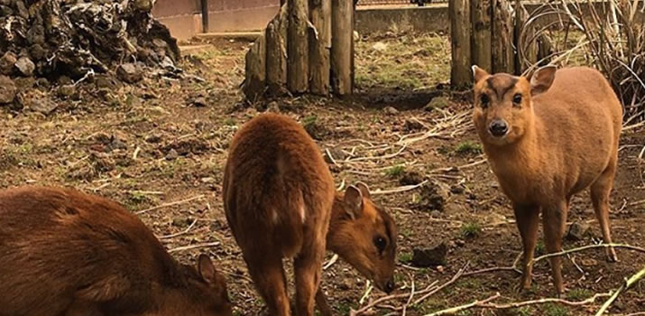 八丈島植物公園　キョン